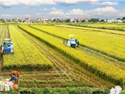 ĐBSCL phát triển thịnh vượng trong biến đổi khí hậu: Những giải pháp từ khoa học